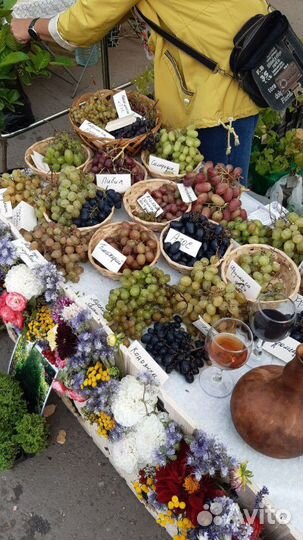 Саженцы винограда