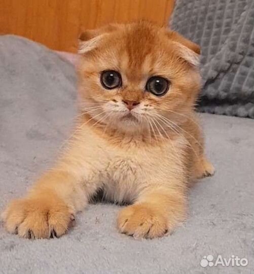 Золотая вислоушка девица. Питомник