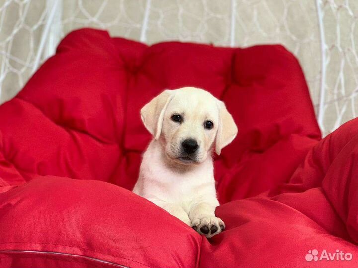 Щенки лабрадора