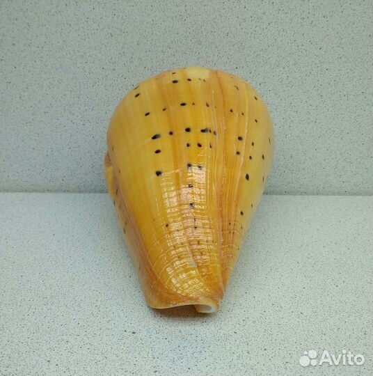 Конус Бетулинус 12,60 морская ракушка раковина