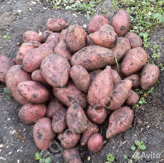 Продукты питания оптом