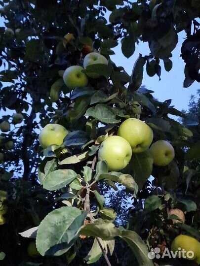 Яблоки домашние