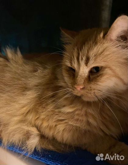 Рыжее солнышко ищет любящие ручки