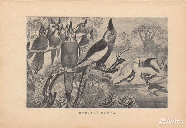 Гравюры. Птицы. Попугаи. 19 век