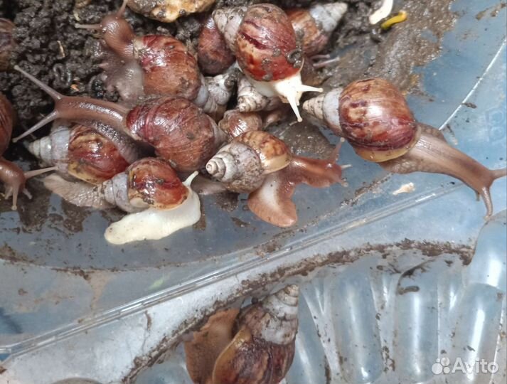 Улитки ахатины 2 вида молодые