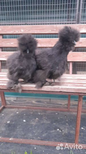 Китайские шелковые куры