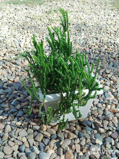 Комнатные растения