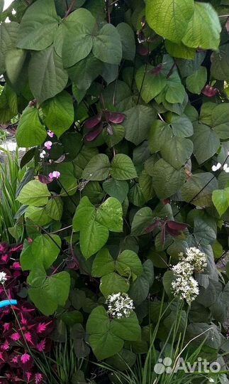 Семена вьющийся сирени Долихос (гиацинтовые бобы)