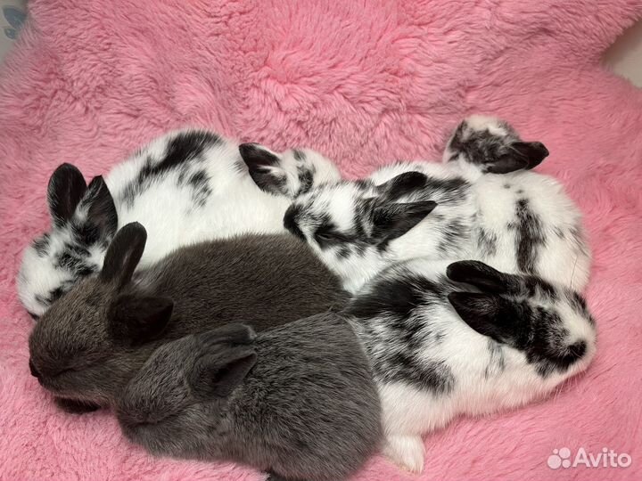 Крольчата в добрые руки