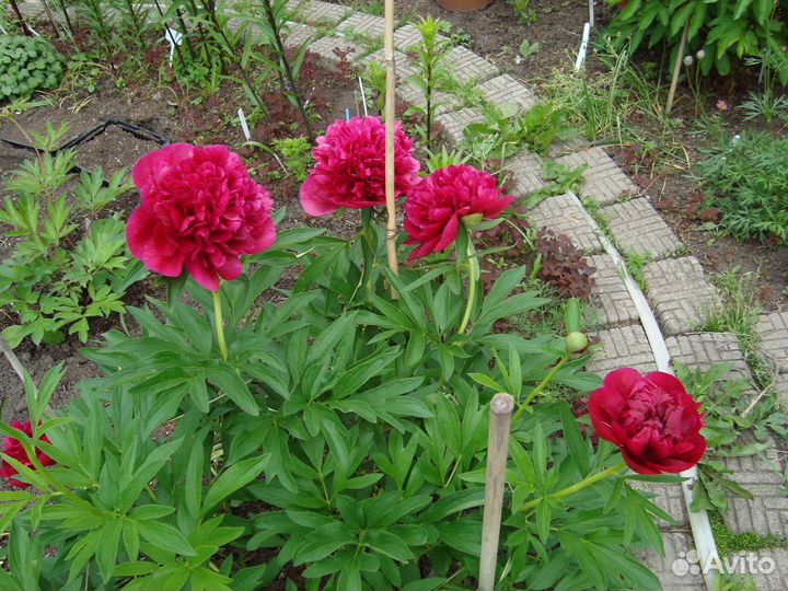 Пион Официналис Рубра Плена