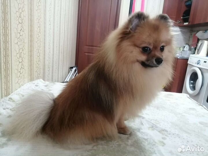 Груминг: стрижка, тримминг, вычес