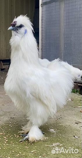 Китайские шелковые куры