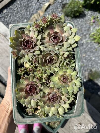 Молодило каменная роза