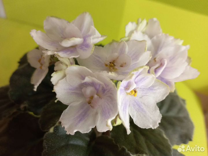 Сортовые фиалки