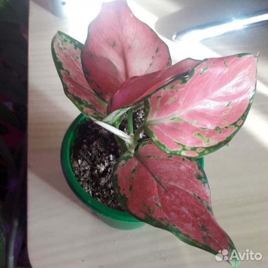 Антуриум андреанум, аглоонема