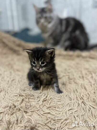 Чистокровные мейн-куны