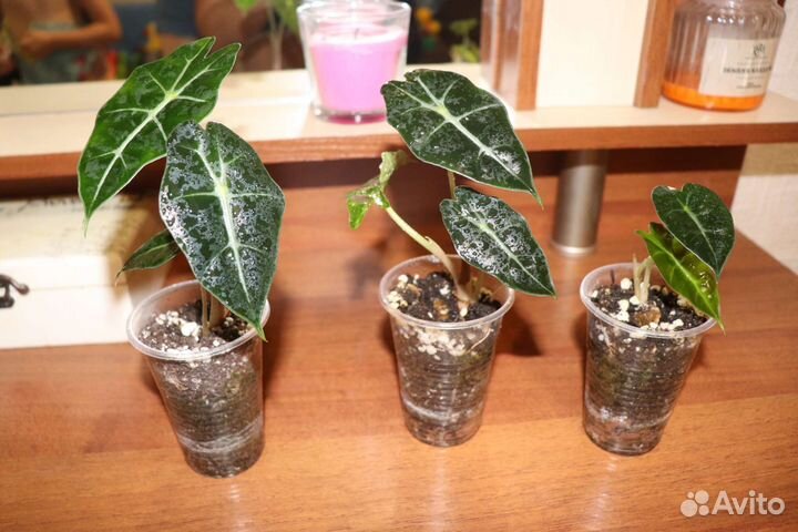 Алоказия Полли