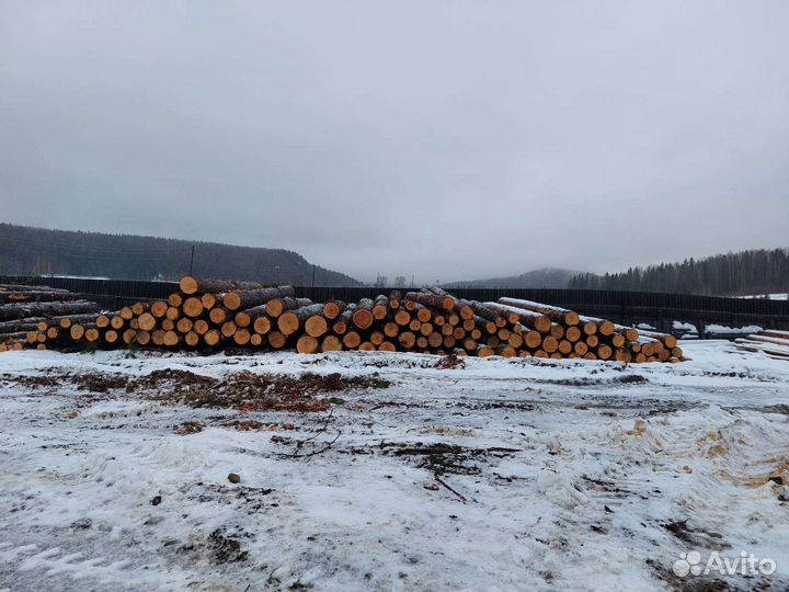 Кедр,листвиница