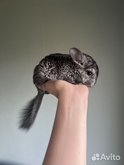 Шиншилла самец