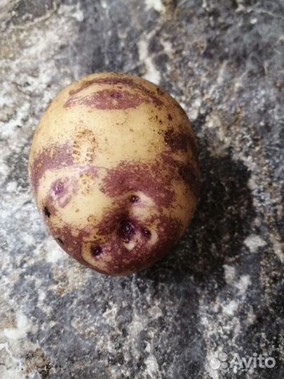 Картофель семенной, цветной (синий, розовый)