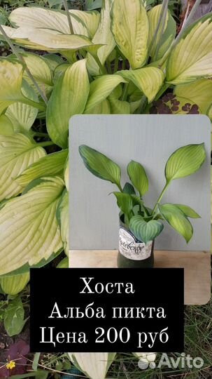 Садовые многолетние почвопокровные цветы