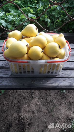 Семена декоративной груши лианы