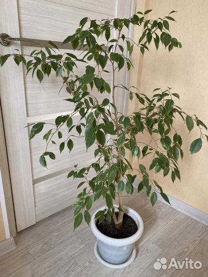 Фикус бенджамина пестролистый большой