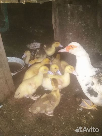 Мускусные утки индоутки индоутята