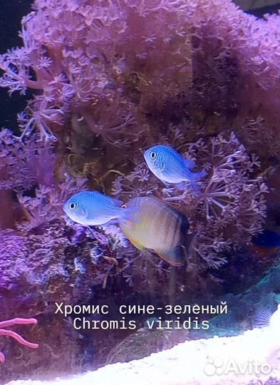 Все для морского аквариума