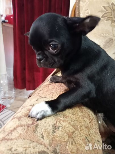 Девочки чихуахуа