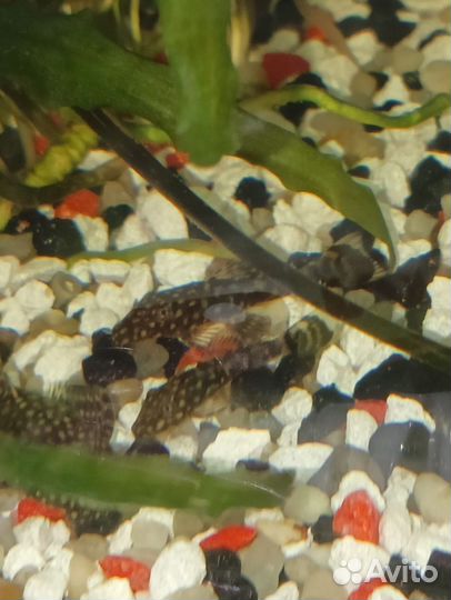 Сомики анциструсы