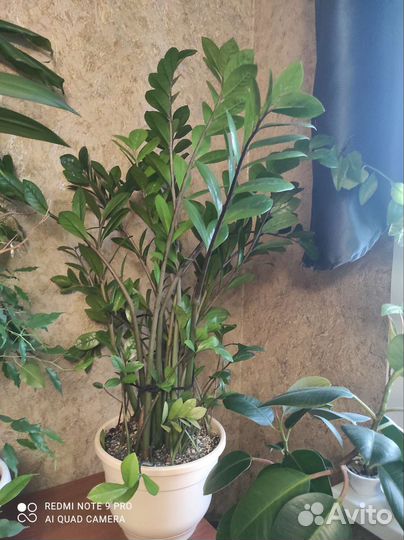 Замиокулькас