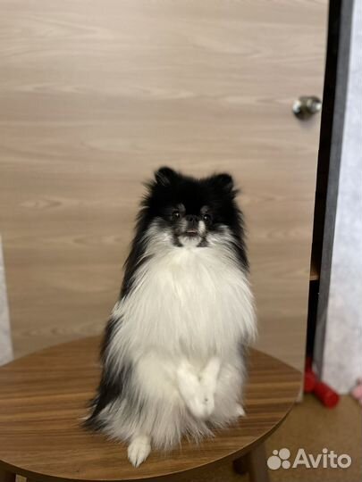 Вязка кобель шпиц