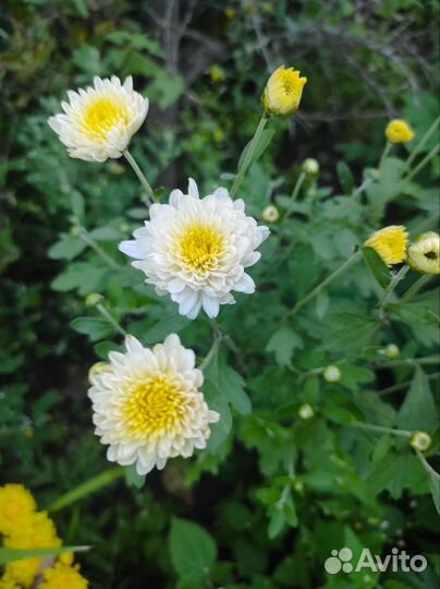 Хризантемы