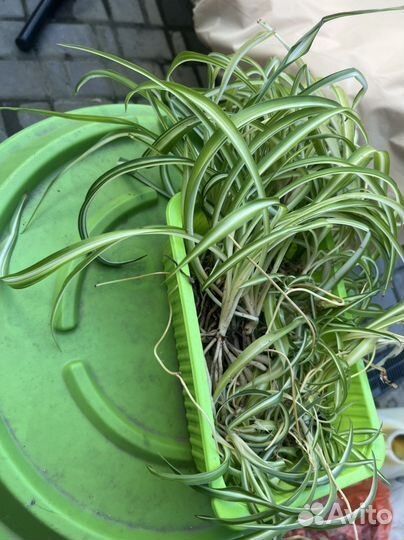 Хлорофитум