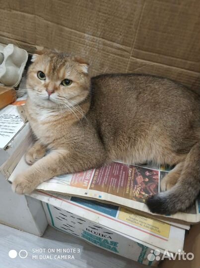 Шотландская