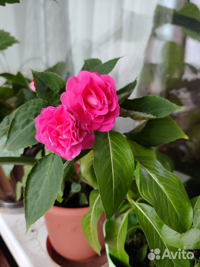 Комнатные растения и можжевельник