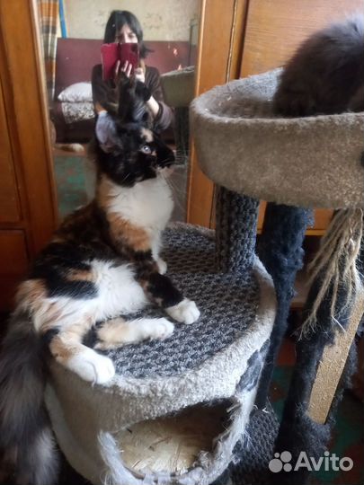 Котята мейн-кун