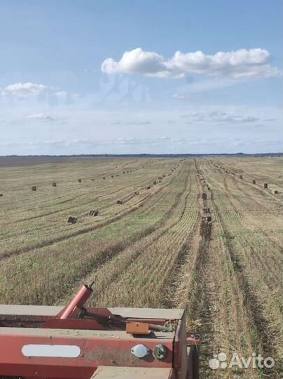 Солома в тюках овсяная 2023г