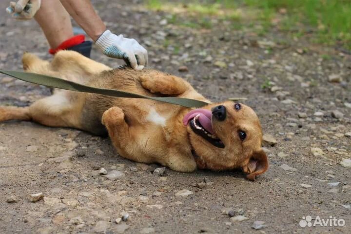 Собака в добрые руки отдам бесплатно