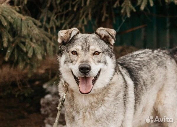 Шикарный Крузо в добрые руки