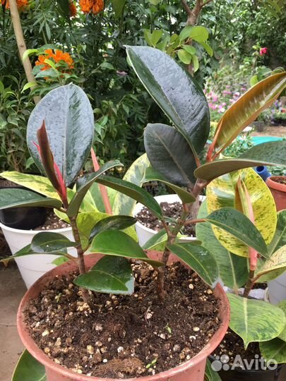 Фикус эластика — классика