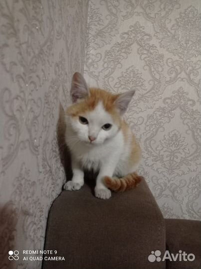 Кошка в дар