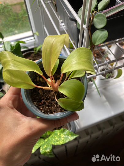 Комнатные растения 2