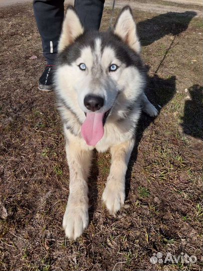 Сибирский хаски вязка