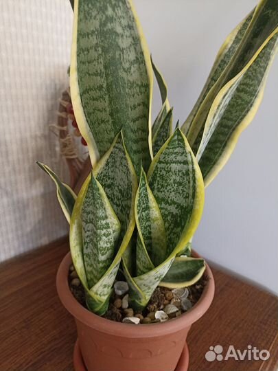 Сансевиерия футура вариегатная