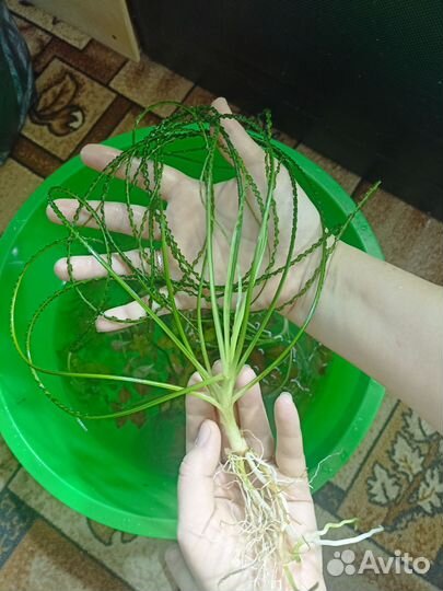 Прополка растений из аквариума