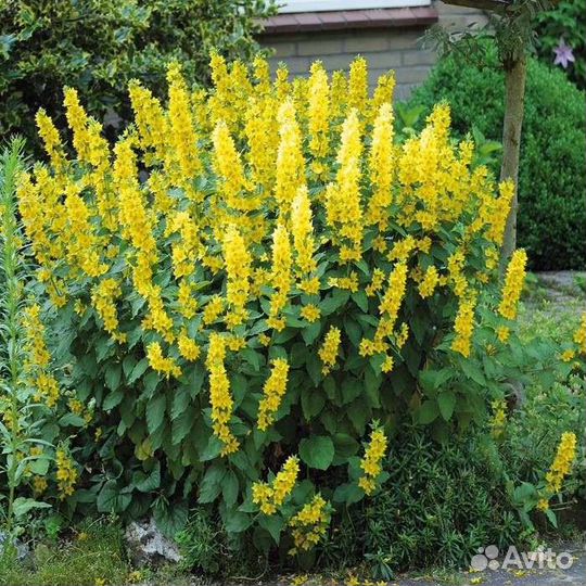 Вербейник точечный (многолетний)