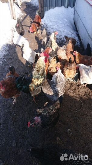 Молодые петушки