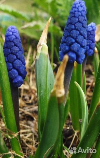 Мускари и Нарциссы